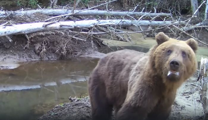 Медведь попал в объектив фото ловушки в Воткинском районе. Удмуртия. 22 мая 2024 год.